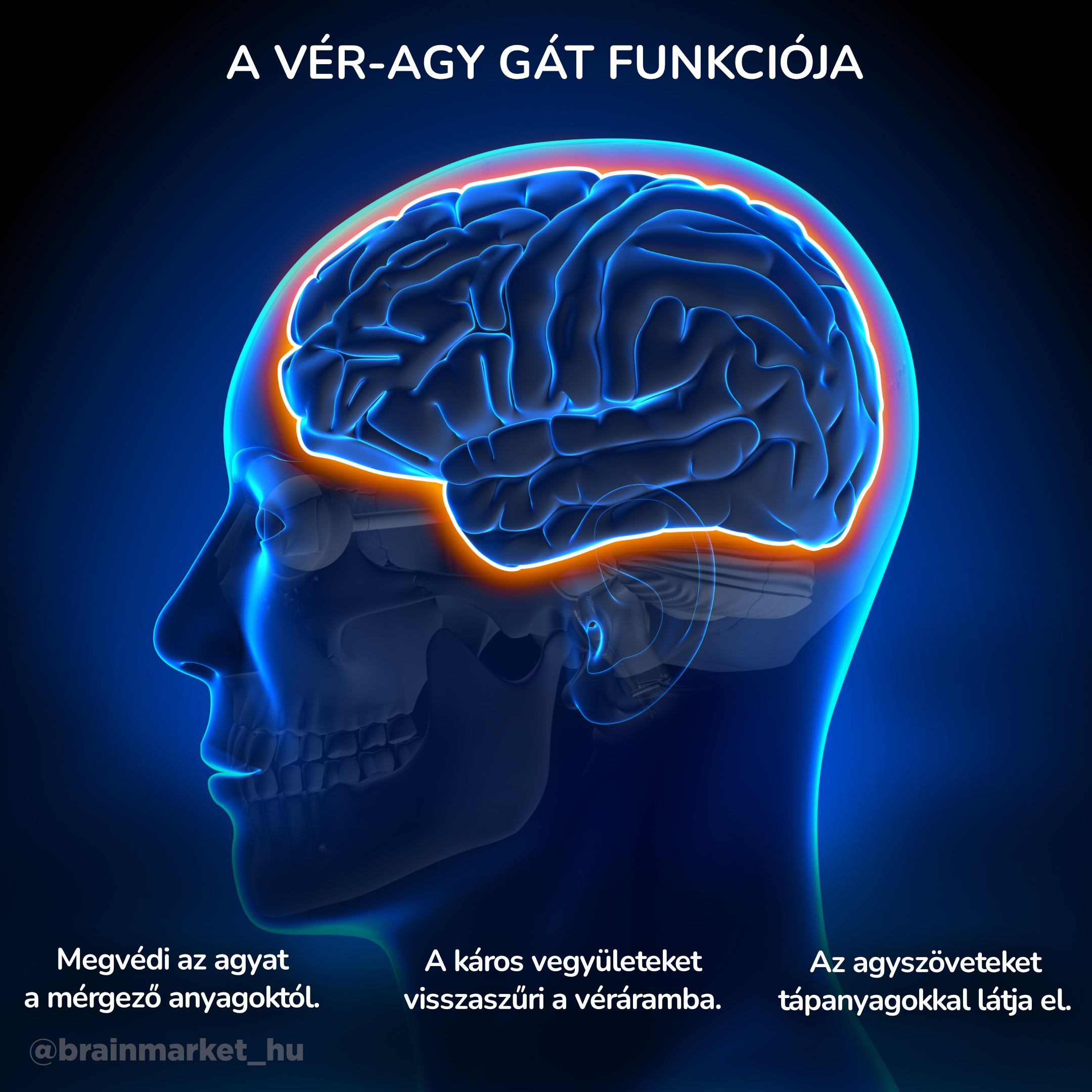 Funkce hematoencefalické bariéry_infografika_hu